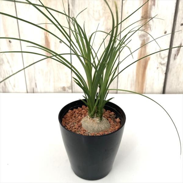 ■特徴トックリランノリナはメキシコ東南部原産のユウゼツラン科の植物です。 茎の下部が丸く膨らんでトックリ状になり、大きくなると幹が数本上がってきます。■置き場所日当たりを好むので戸外かガラス越しの直射日光の当たる場所に置いてください。 0℃...