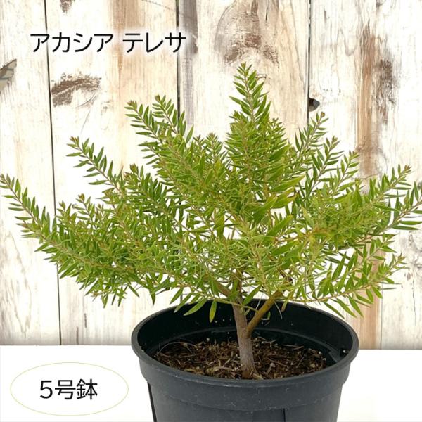 日本花キ流通 アカシア テレサ 5号鉢 送料無料 矮性種 庭木 苗木 花木