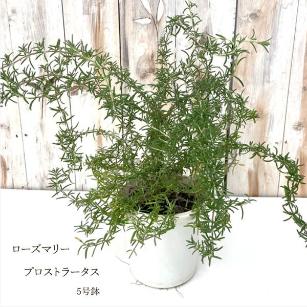 flower-net_z250820006