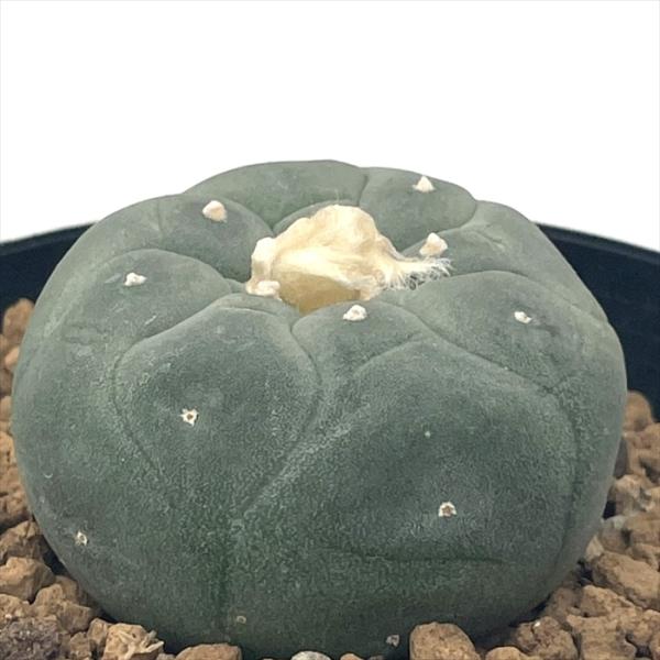 サボテン　ロホホラ　2株 悪戯されたサボテン」 ロホホラ(ロフォフォラ) 翠冠玉 陶器