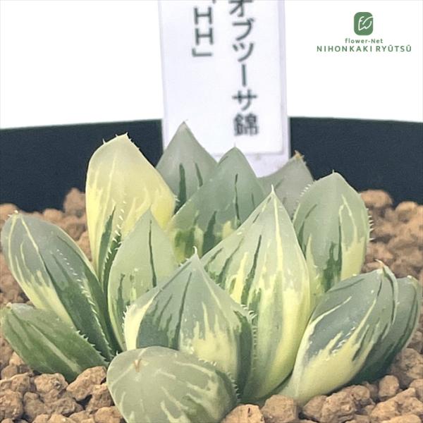 2N ハオルチア　多肉植物　臙脂オブツーサ錦　自家繁殖 多肉植物 pnwハオルチア オブツーサ錦 「HH」 Plant's Work