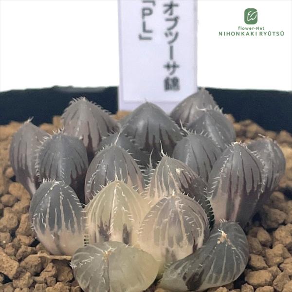 多肉植物 pnwハオルチア オブツーサ錦 「PL」 Plant's Work プランツ