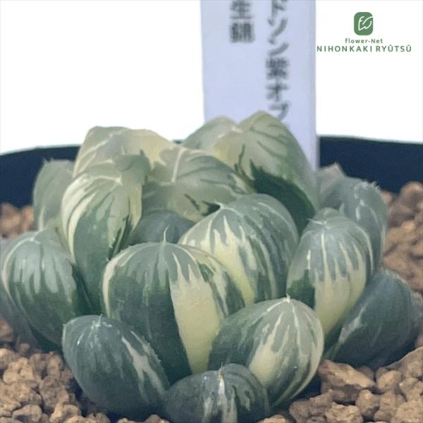 多肉植物 pnwハオルチア ドドソン紫オブツーサ錦 実生 Plant's Work