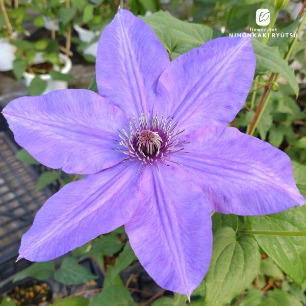 pigeon　クレマチス　苗 日本花キ流通 予約販売 クレマチス 苗 宗麟 フロリダ系 2年生苗 4号鉢