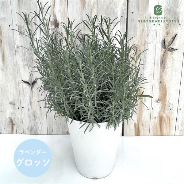 日本花キ流通 ラベンダー グロッソ 大株 6号鉢 送料無料 宿根草
