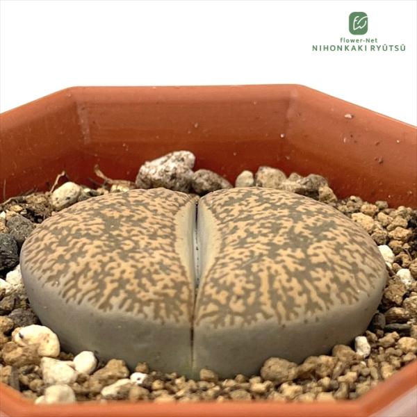 日本花キ流通 多肉植物 asリトープス キンバリーフォーム メセン 6cm