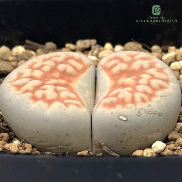日本花キ流通 多肉植物 asリトープス 鮮紅玉 多肉植物 メセン 7.5cm
