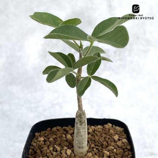 塊根植物 コミフォラ・オルビクラリス flower-net_z250902001