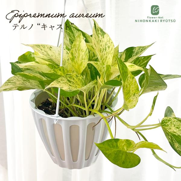 観葉植物 ポトス テルノ No.026 キャスト 5号鉢 吊り鉢 吊り下げ