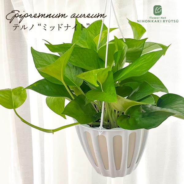 flower-net_z250904104