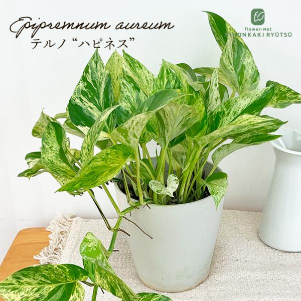 flower-net_z250904105