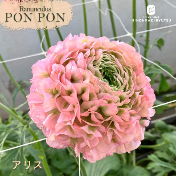 日本花キ流通 予約販売 ラナンキュラス ポンポンシリーズ 苗