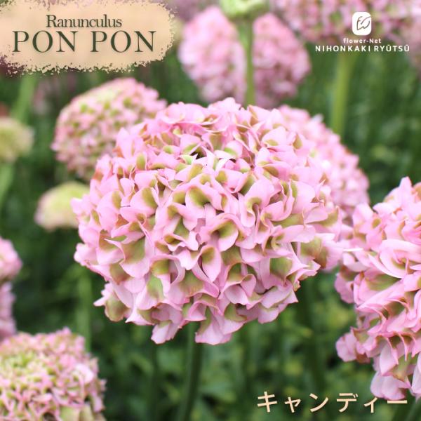 限定1セット❗ラナンキュラスラックスポンポン沢山❗鉢には2〜3位球根入ってます。 限定1セット❗ラナンキュラスラックスポンポン沢山❗鉢には2〜3