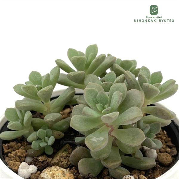 日本花キ流通 多肉植物 hmセダム ジューシー セダム 6cmポット