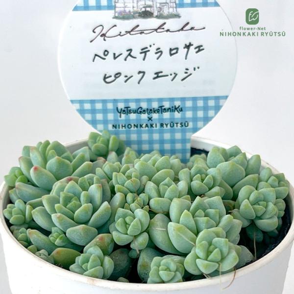 中型 多肉植物 緑とピンク*3 多肉植物 中型 緑とピンク*3 中型 多肉植物 緑とピンク*3