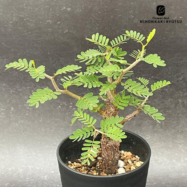 flower-net_z250911001