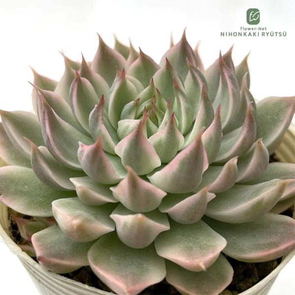 多肉植物　エケベリア　マーガレット　　韓国苗 日本花キ流通 多肉植物 sbエケベリア マーガレットレッピン錦 多肉植物