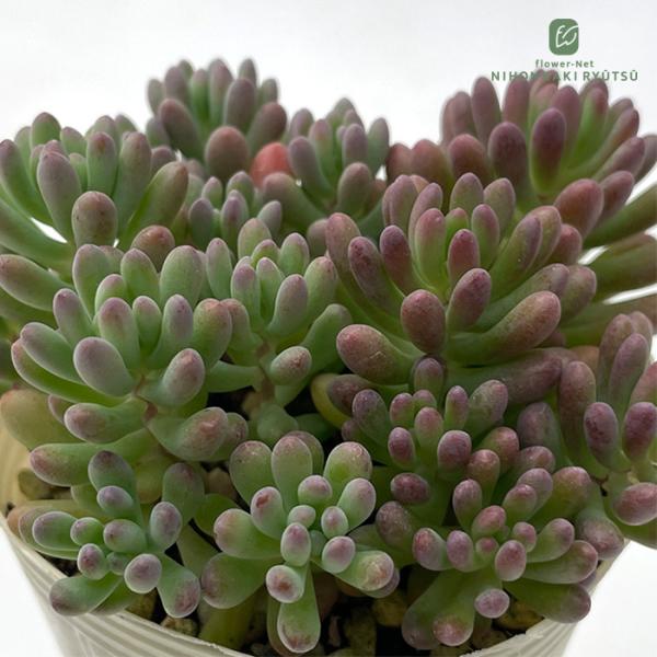 日本花キ流通 多肉植物 sbセダム スプリングワンダー×乙女心 7.5cm