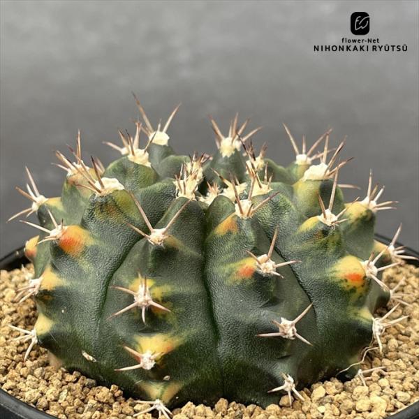 日本花キ流通 caサボテン 緋牡丹錦 ヒボタン 9cmポット ギノカリウム