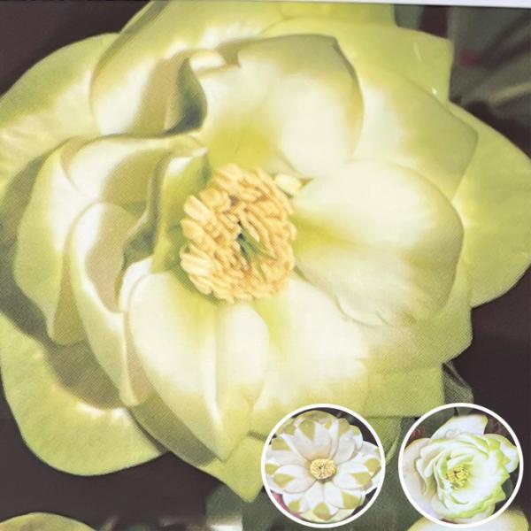 専用(4個)　つぼみゴロゴロ♪オリジナルグリーンリップ、苗、開花株 専用(4個) つぼみゴロゴロ♪オリジナルグリーンリップ、苗、開花株