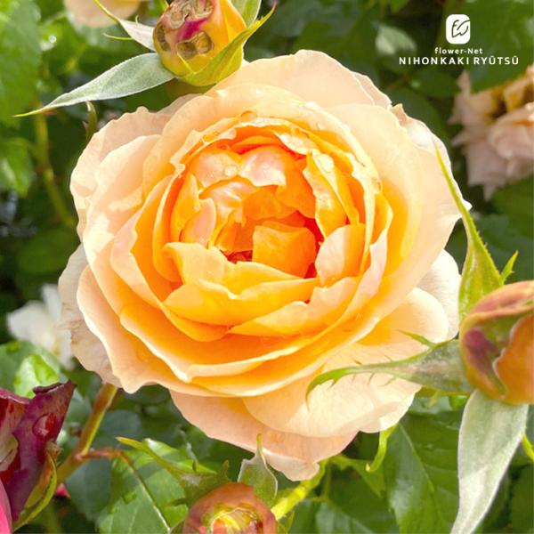 バラ　薔薇苗　オランダローズ　元気いっぱい苗 四季咲きローズ 3年目挿木苗 予約販売 バラ苗 バラ大苗 京阪園芸 スイートシフォン 四季咲き 薔薇