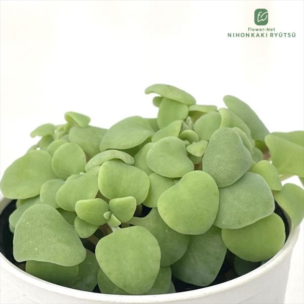 ■日当たり春秋型種 10℃〜25℃の過ごしやすい季節によく生長し、暑すぎたり、寒すぎる時期は休眠してしまいます。  生長期：2月〜6月・9月〜11月 休眠期：7月〜8月・11月〜1月■置き場所・水やり1春・秋は日当たりがよく、雨が当たらない...