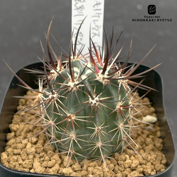 flower-net_z250922013