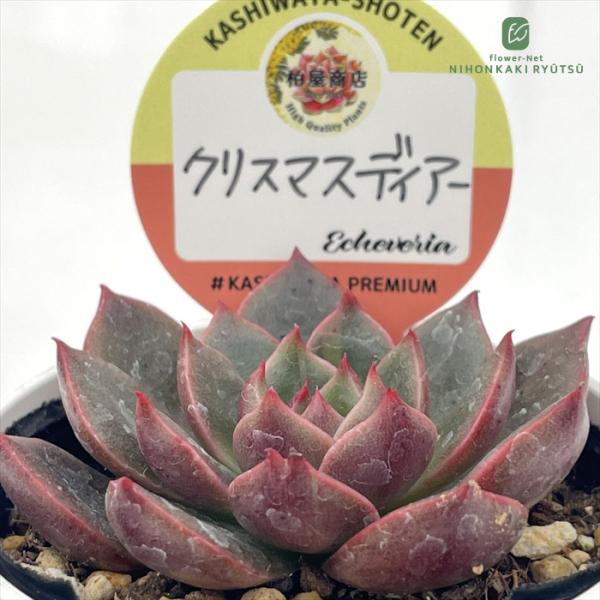 ■日当たり春秋型種 10℃〜25℃の過ごしやすい季節によく生長し、暑すぎたり、寒すぎる時期は休眠してしまいます。 生長期：2月〜6月・9月〜11月 休眠期：7月〜8月・11月〜1月■水やり1春・秋は日当たりがよく、雨が当たらない風通しの良い...