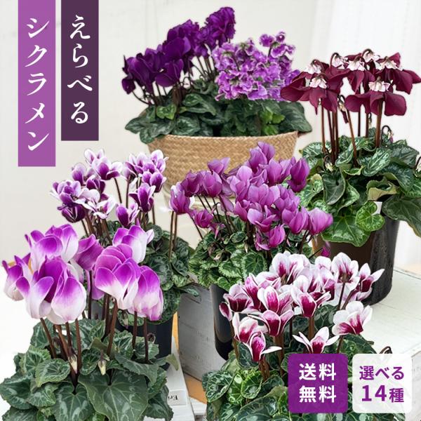 flower-net_z250924101