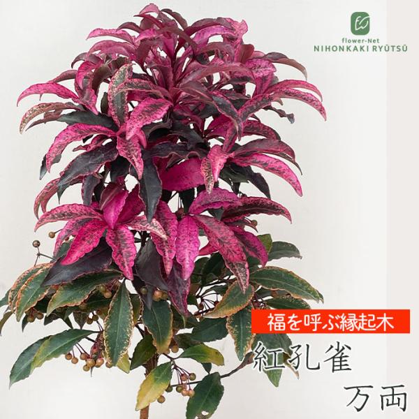 ■特徴紅孔雀万両は、冬には鮮やかな赤い実をたわわに実らせる常緑低木で『縁起木』『開運植物』として古くから親しまれています。 『万両』という名の通り”富と繁栄、家運上昇の象徴”とも言われ、縁起の良い植物として贈り物としても人気があります。 新...