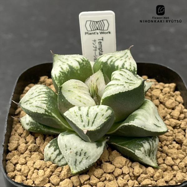 多肉植物 pnwハオルチア Temptation テンプテーション 多肉植物 Plant’s Work プランツワークさん苗 命名株 送料無料 ハオルチア 7.5cmポット