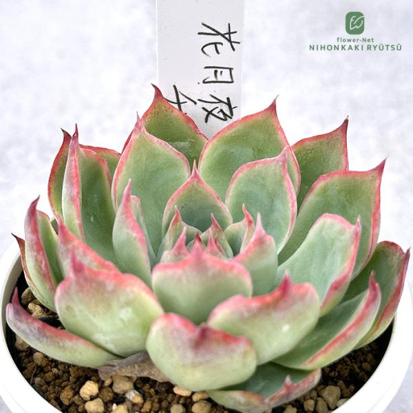 花月夜×チワワエンシス 実生苗 多肉植物 エケベリア 多肉植物 PKSFエケベリア 花月夜×チワワエンシス Pさん苗 送料無料