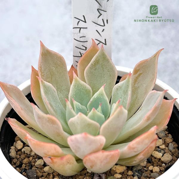 多肉植物 PKSFエケベリア シムランスA.×ストリクチフローラノヴァ P