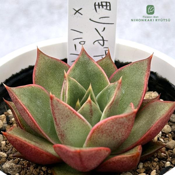 flower-net_z250930107