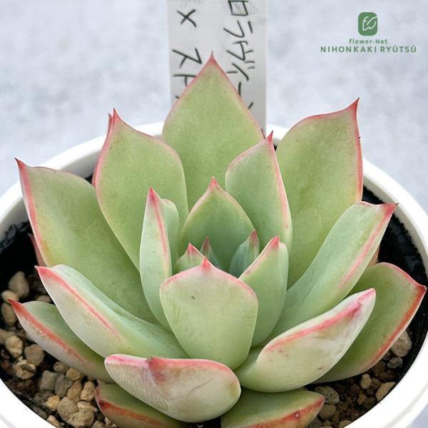 多肉植物 PKSFエケベリア コロラヴィーン×ストリクチフローラノヴァ P