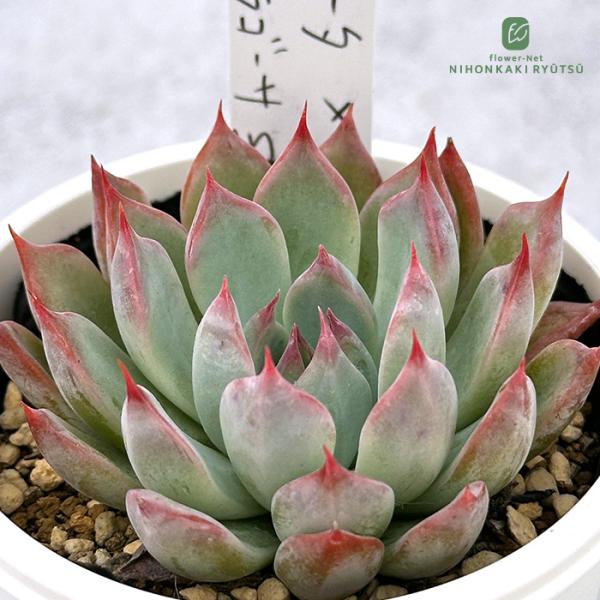 多肉植物 PKSFエケベリア コロラータ×ザラゴーサspノバ Pさん苗 送料