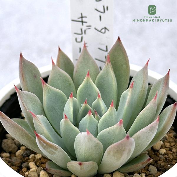 特定記録付き！多肉植物 エケベリア ザラゴーサ spノバ　根付き　抜き苗 B 特定記録付き！多肉植物 エケベリア ザラゴーサ spノバ 根付き 抜き苗 B
