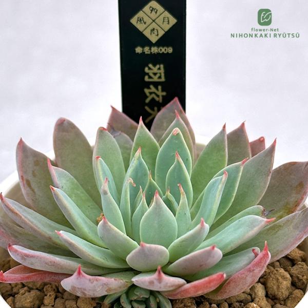 多肉風月さん サバテマ 札付き・抜き苗 多肉風月さん サバテマ 札付き・抜き苗 多肉風月さんの3苗