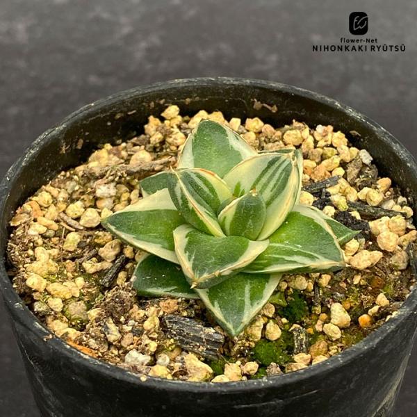 flower-net_z251001102