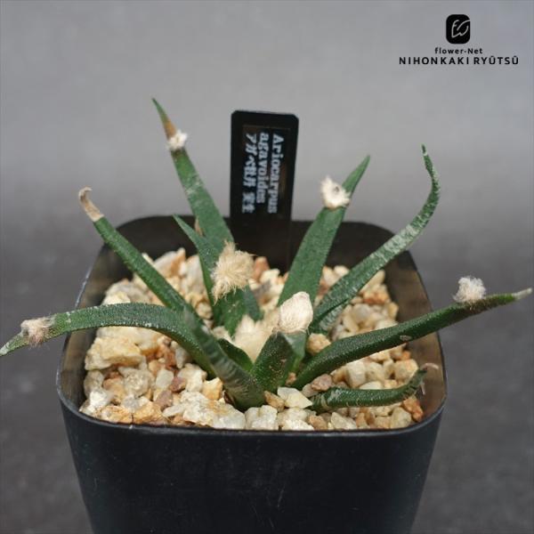 アガベ牡丹 実生 アリオカルプス サボテン 多肉植物 ロゼオカクタス flower-net_z251002001