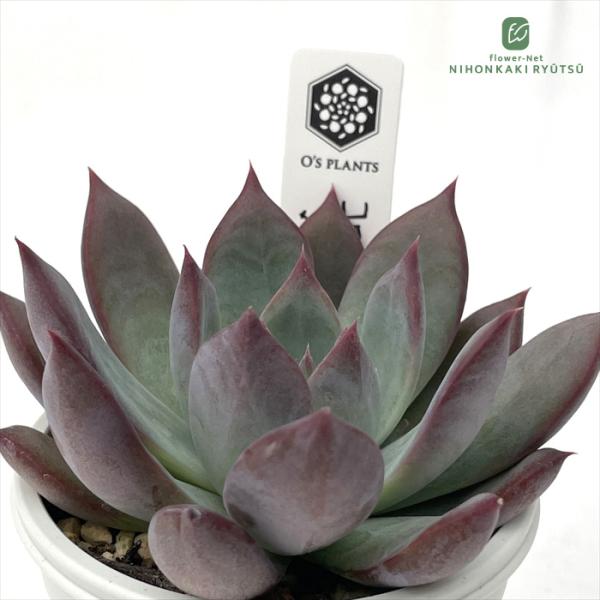 多肉植物 O'sエケベリア コロラータ×Roof O's PLANTS オーズプランツ