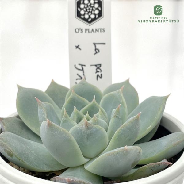 多肉植物 O'sエケベリア La paz×ケオケオ O's PLANTS オーズプランツ