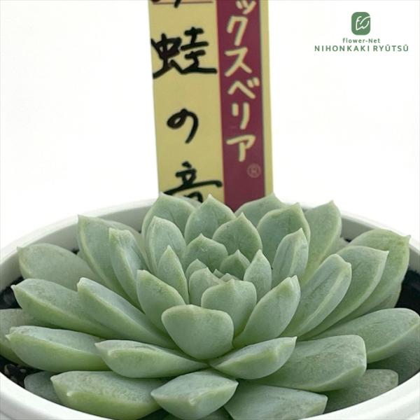 おらいさん　072 蛙の音　ミックスベリア　札付き ・メルカリ便発売！ おらいさん 蛙の音 札付き ミックスベリア - メルカリ