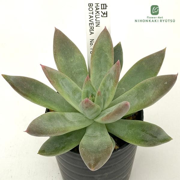 日本花キ流通 多肉植物 botエケベリア No.13 白刃 多肉植物 BOTAVERIA