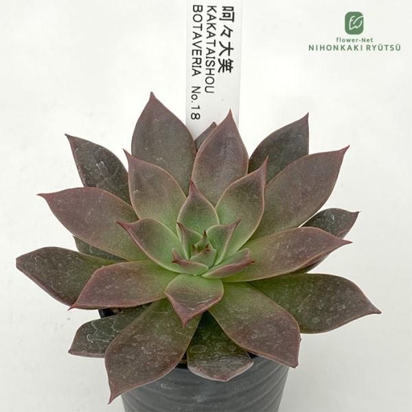 日本花キ流通 多肉植物 botエケベリア No.18 呵々大笑 多肉植物