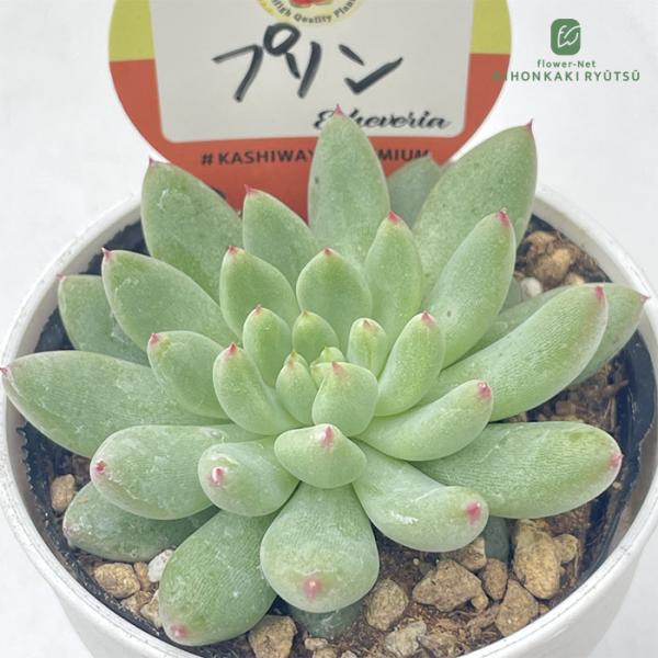 多肉植物 kswエケベリア プリン 柏屋商店さん苗 エケベリア 6cmポット