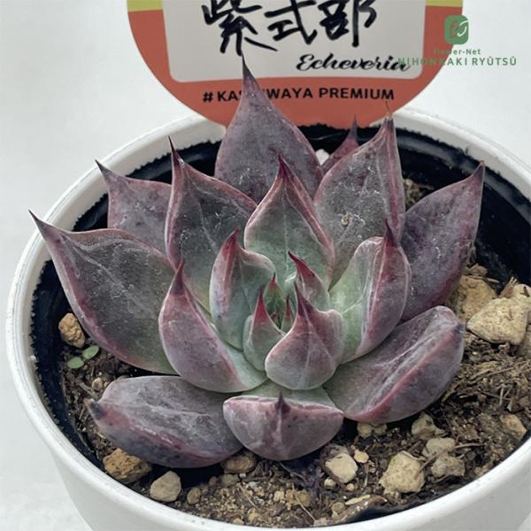 ■日当たり春秋型種 10℃〜25℃の過ごしやすい季節によく生長し、暑すぎたり、寒すぎる時期は休眠してしまいます。 生長期：2月〜6月・9月〜11月 休眠期：7月〜8月・11月〜1月■水やり1春・秋は日当たりがよく、雨が当たらない風通しの良い...