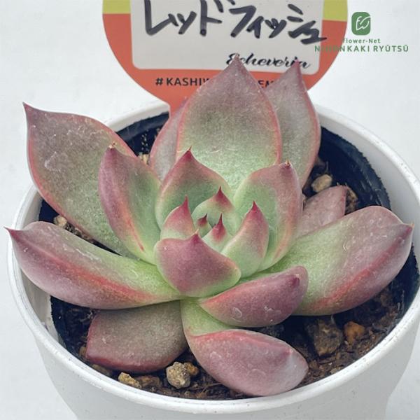 多肉植物 kswエケベリア レッドフィッシュ 柏屋商店さん苗 エケベリア