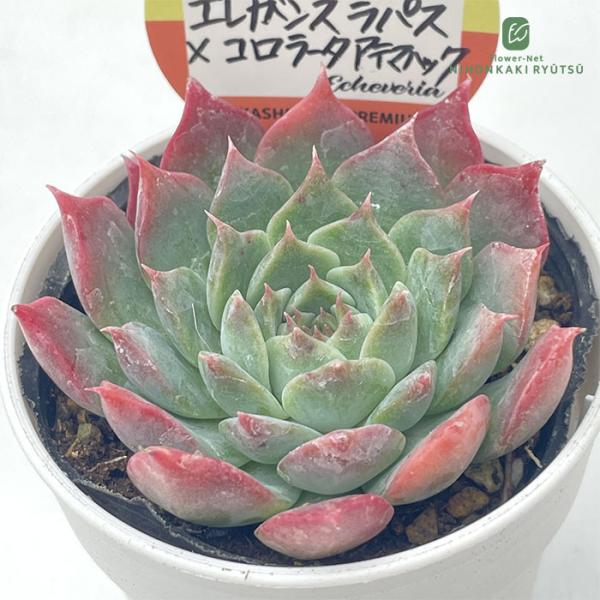 多肉植物 kswエケベリア エレガンスラパス×コロラータアテマハック