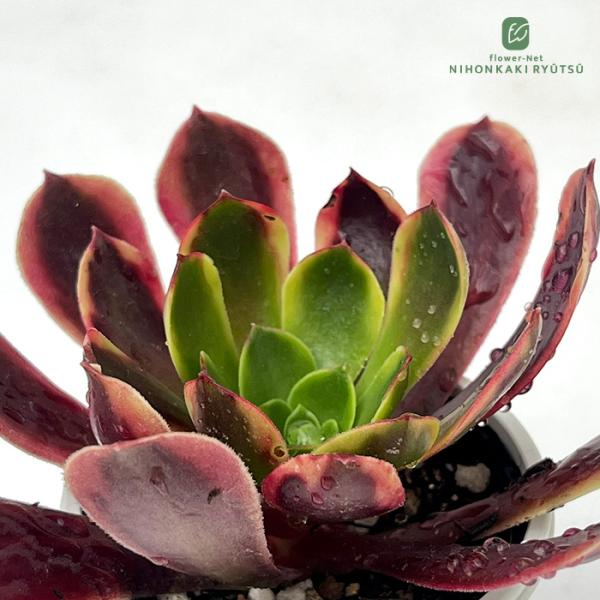 日本花キ流通 多肉植物 hmアエオニウム スーパーバン 多肉植物